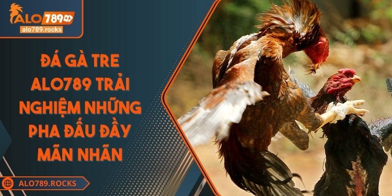 Đá Gà Tre ALO789 Trải Nghiệm Những Pha Đấu Đầy Mãn Nhãn